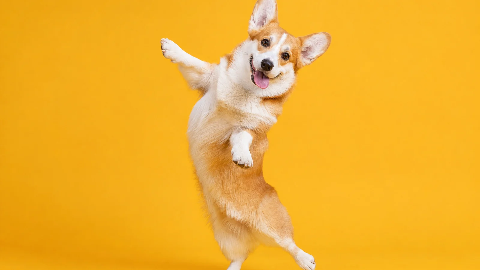 Hero image for "How to Make AI Dancing Animal Videos (2026)"